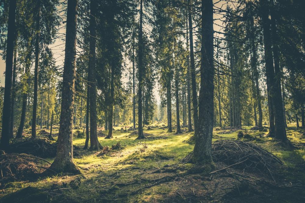 forêt