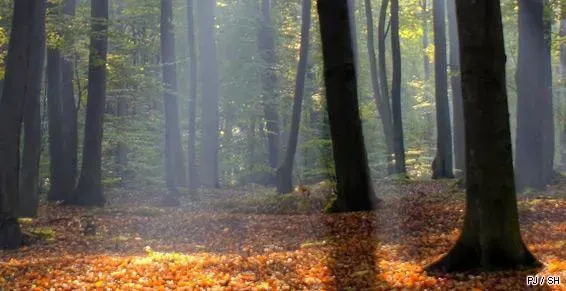 forêt à vendre à Sémelay